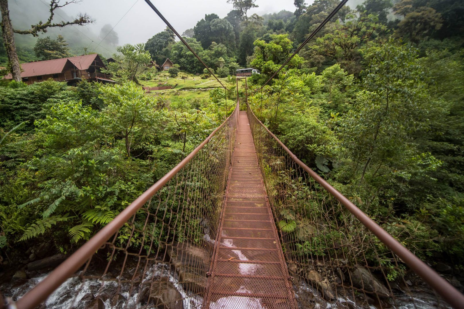 Jungle in Panama